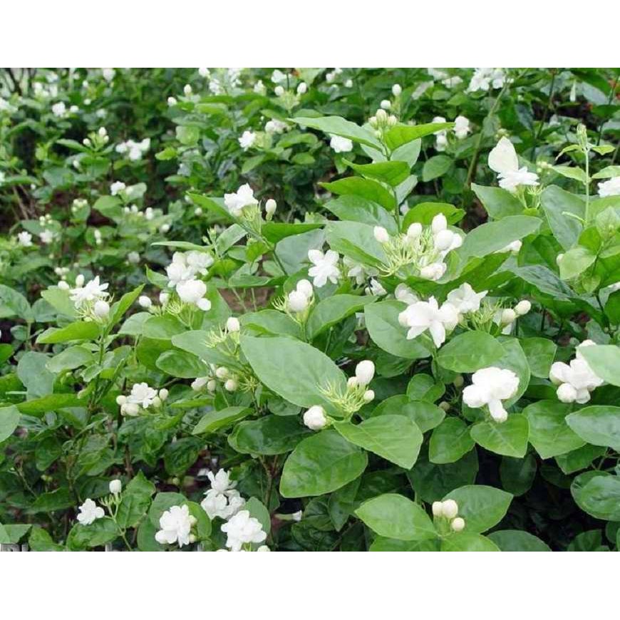 Jasmine with Flowers