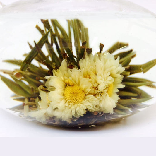 Blühender Tee: Hannah-Chrysantheme